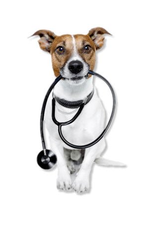 can amoxicillin kill a dog