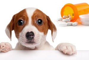 how much amoxicillin can you give a dog