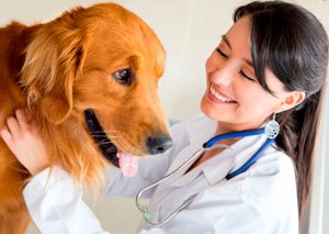 can amoxicillin kill a dog